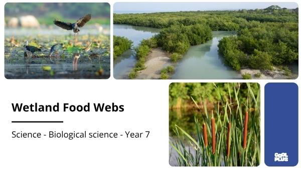 Wetland Food Webs Education Presentation — slide 1