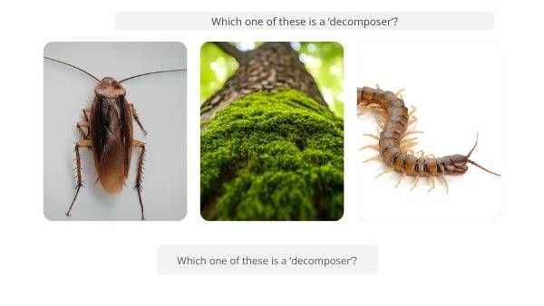 Wetland Food Webs Education Presentation — slide 5