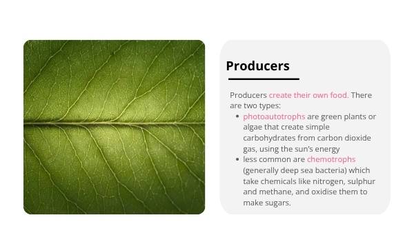 Wetland Food Webs Education Presentation — slide 6