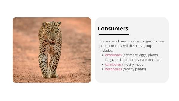 Wetland Food Webs Education Presentation — slide 7