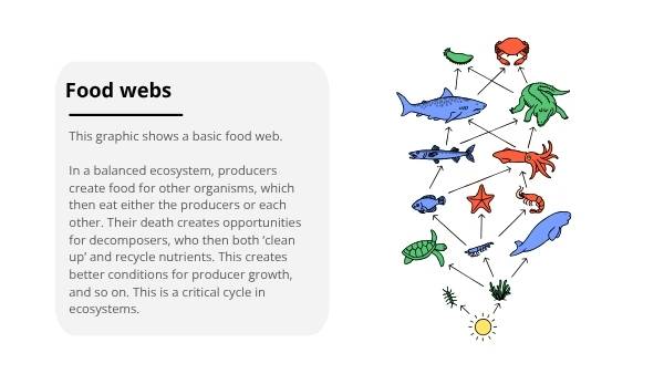 Wetland Food Webs Education Presentation — slide 9
