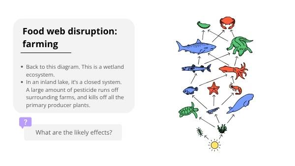 Wetland Food Webs Education Presentation — slide 11