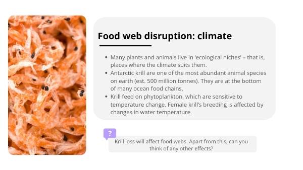 Wetland Food Webs Education Presentation — slide 12