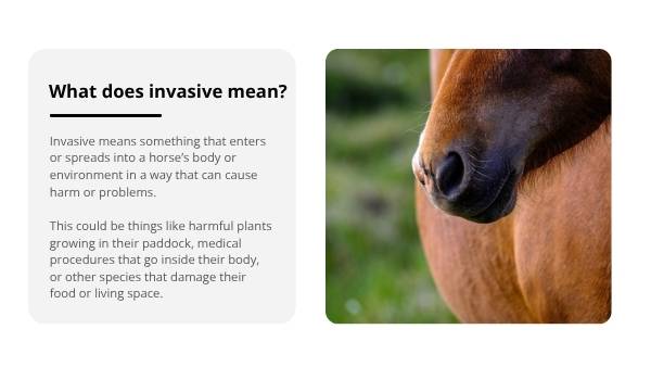 Invasive Species: Horses Education Presentation — slide 3