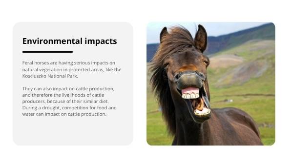 Invasive Species: Horses Education Presentation — slide 7