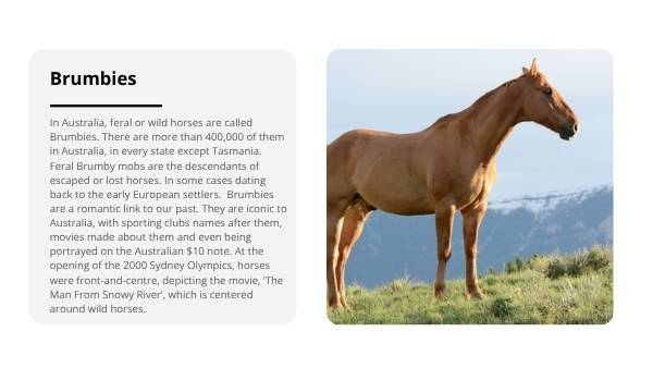 Invasive Species: Horses Education Presentation — slide 8