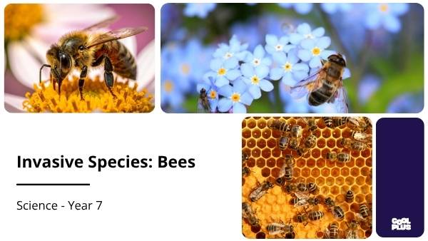 Invasive Species: Bees Education Presentation — slide 1