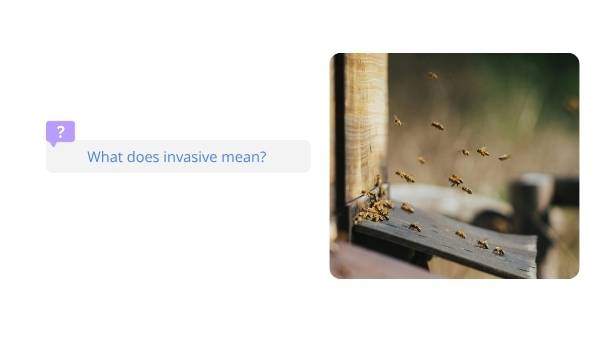 Invasive Species: Bees Education Presentation — slide 3