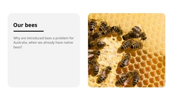Invasive Species: Bees Education Presentation — slide 5