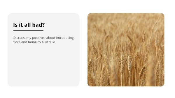 Invasive Species: Bees Education Presentation — slide 6