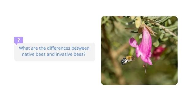 Invasive Species: Bees Education Presentation — slide 7