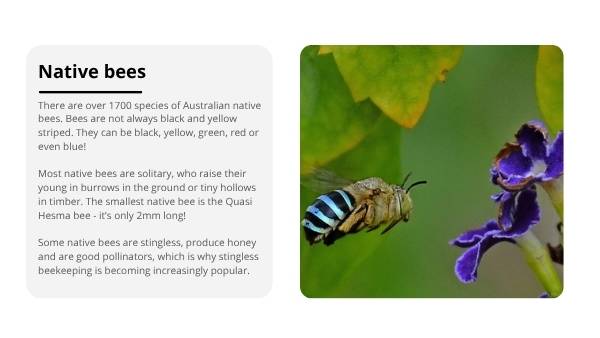 Invasive Species: Bees Education Presentation — slide 8