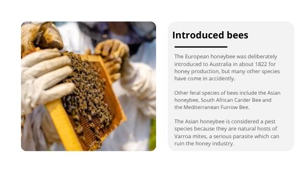 Invasive Species: Bees Education Presentation — slide 9