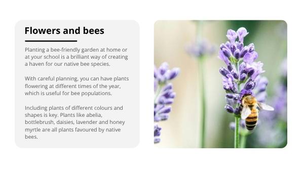 Invasive Species: Bees Education Presentation — slide 12
