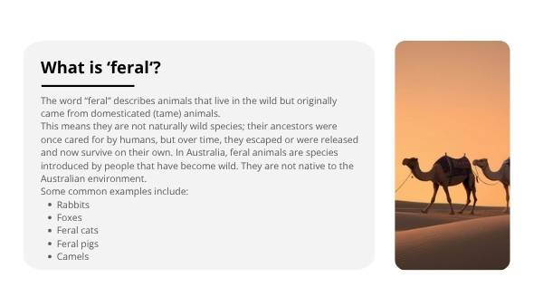 Invasive Species: Cats Education Presentation — slide 3