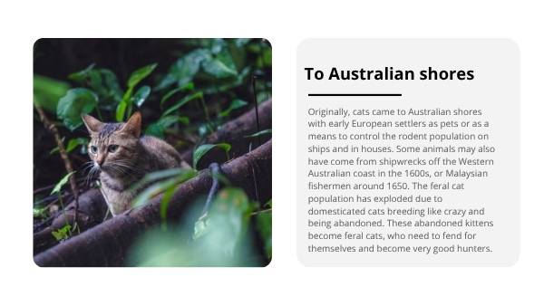 Invasive Species: Cats Education Presentation — slide 4