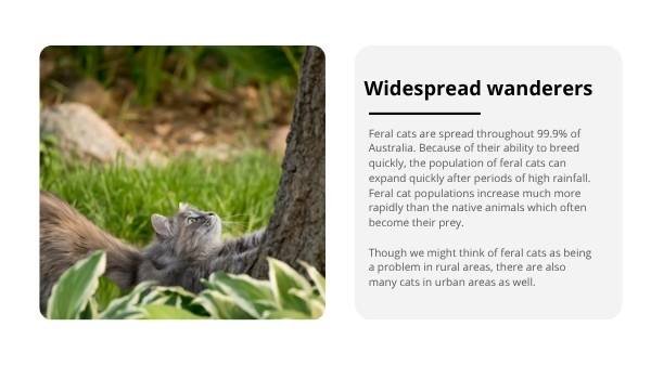 Invasive Species: Cats Education Presentation — slide 5