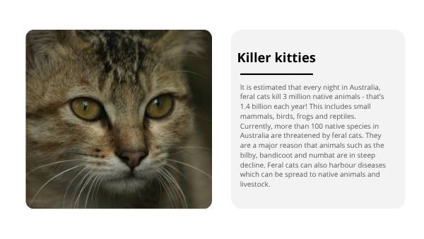 Invasive Species: Cats Education Presentation — slide 6