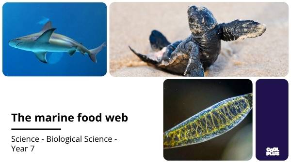 The Marine Food Web Education Presentation — slide 1