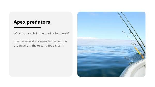 The Marine Food Web Education Presentation — slide 5