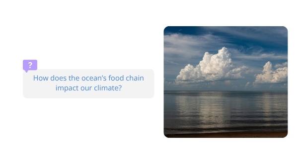 The Marine Food Web Education Presentation — slide 6