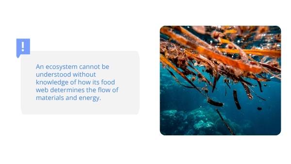 The Marine Food Web Education Presentation — slide 7