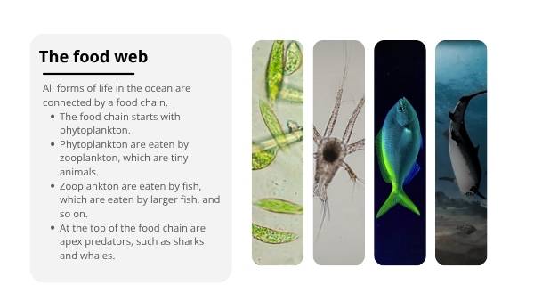 The Marine Food Web Education Presentation — slide 8