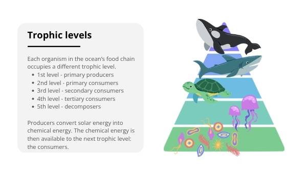 The Marine Food Web Education Presentation — slide 9