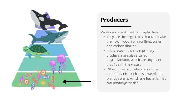 The Marine Food Web Education Presentation — slide 10