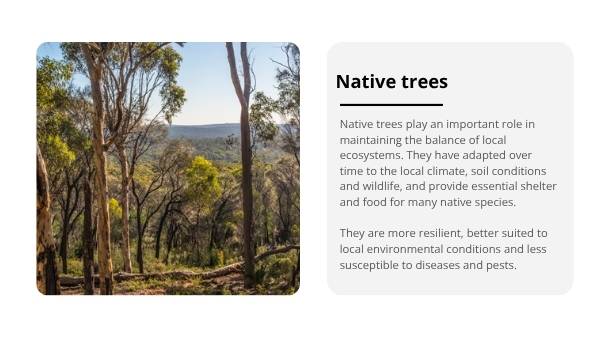Trees: Native and Introduced Species Education Presentation — slide 4