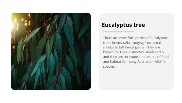 Trees: Native and Introduced Species Education Presentation — slide 5