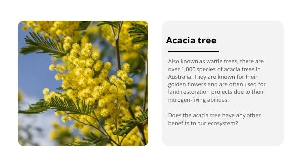 Trees: Native and Introduced Species Education Presentation — slide 6