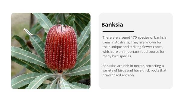 Trees: Native and Introduced Species Education Presentation — slide 7