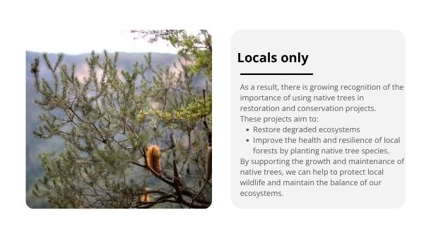 Trees: Native and Introduced Species Education Presentation — slide 8