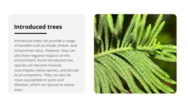 Trees: Native and Introduced Species Education Presentation — slide 9