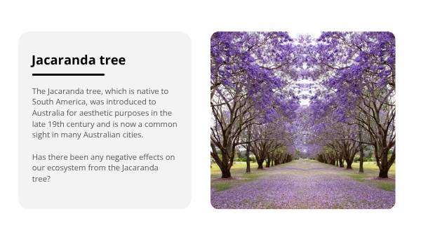 Trees: Native and Introduced Species Education Presentation — slide 10
