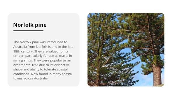 Trees: Native and Introduced Species Education Presentation — slide 11