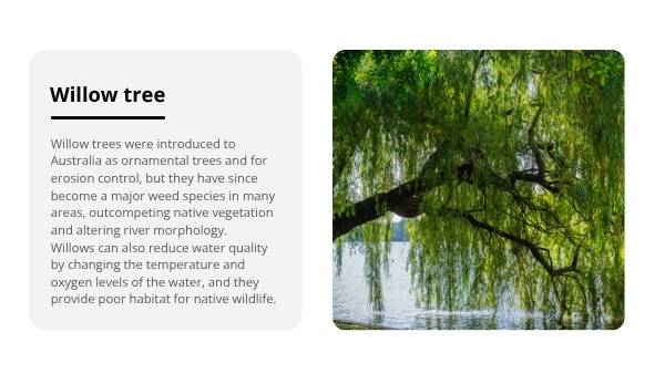 Trees: Native and Introduced Species Education Presentation — slide 12