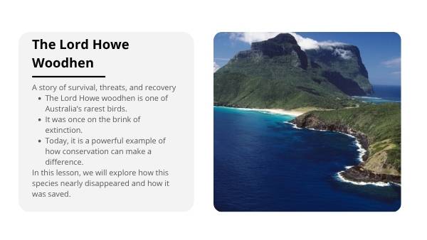 Lord Howe Woodhen Educational Presentation — slide 3