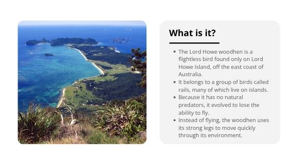 Lord Howe Woodhen Educational Presentation — slide 4