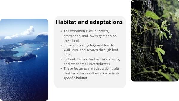 Lord Howe Woodhen Educational Presentation — slide 5