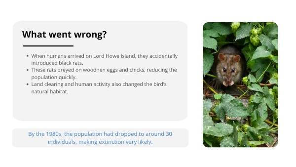 Lord Howe Woodhen Educational Presentation — slide 6