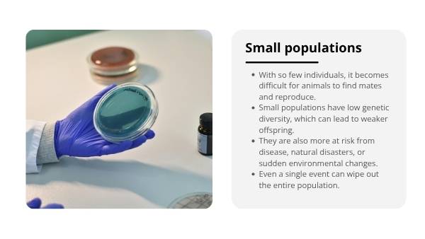 Lord Howe Woodhen Educational Presentation — slide 7