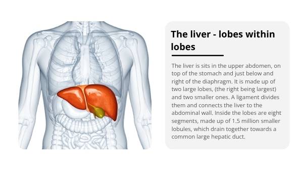 The Liver and Preventable Disease Education Presentation — slide 6