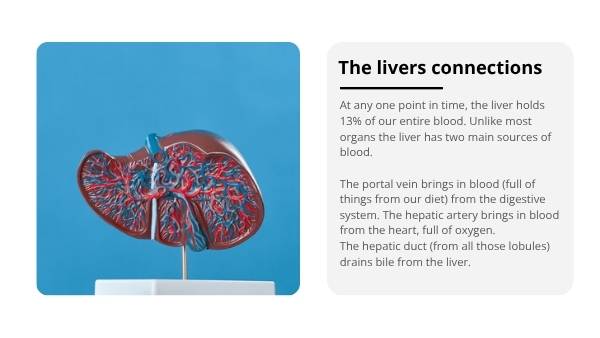 The Liver and Preventable Disease Education Presentation — slide 7