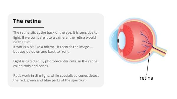 Biology of the Brain, Eyes and Vision Education Presentation — slide 7