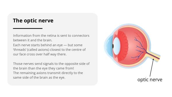 Biology of the Brain, Eyes and Vision Education Presentation — slide 8