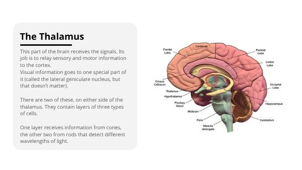 Biology of the Brain, Eyes and Vision Education Presentation — slide 10