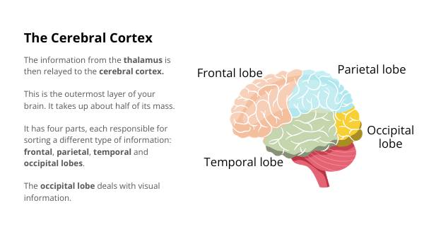 Biology of the Brain, Eyes and Vision Education Presentation — slide 11
