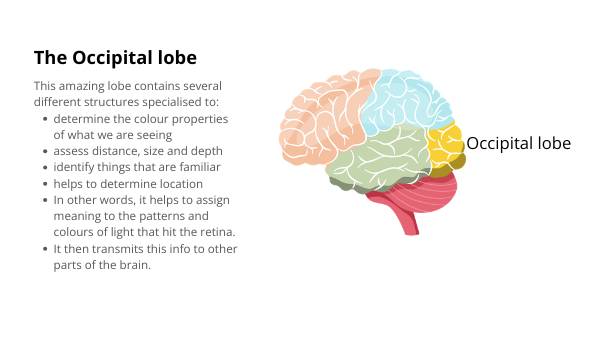 Biology of the Brain, Eyes and Vision Education Presentation — slide 12
